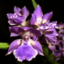 Zygonisea Cynosure Blue Birds - AD