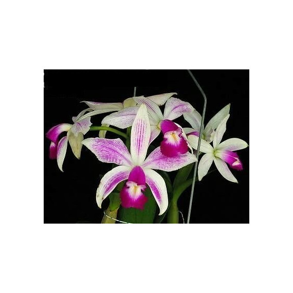 Cattleya Violácea var. S. Alba Striata - Adulta