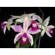 Cattleya Violácea var. S. Alba Striata - Adulta