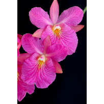 Broughittonia Sanguinea "Pink Moon" - AD