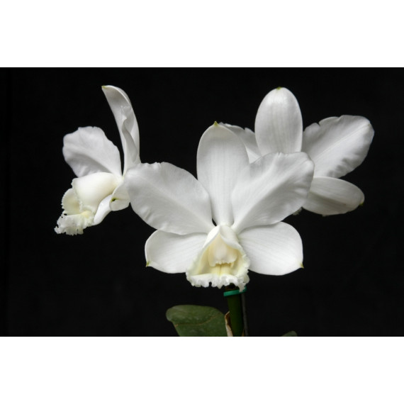 Cattleya Lodigesii Alba no Toquinho