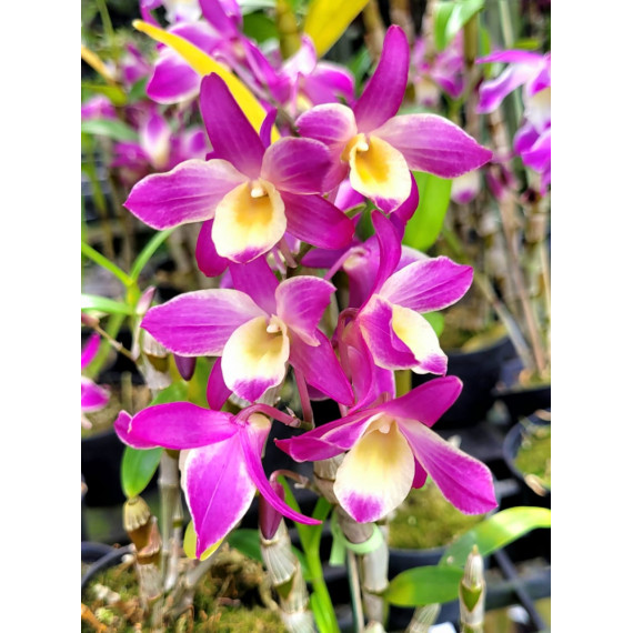 Dendrobium Rainbown Little Pink - Na Plaquinha