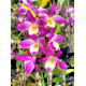 Dendrobium Rainbown Little Pink - Na Plaquinha
