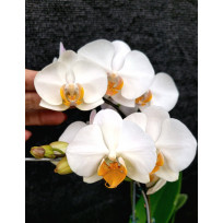 Doritaenopsis Art Quest 'Karyn Celeste' - AD