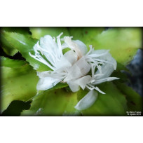 Cryptanthus Acaulis Jade