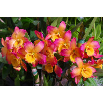 Dendrobium Smiley Fantasy - AD