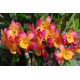 Dendrobium Smiley Fantasy - PERFUMADO