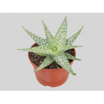 Suculenta Aloe Snowflake