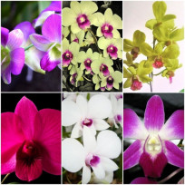 Mini Denphal (Desfolhados com brotação)