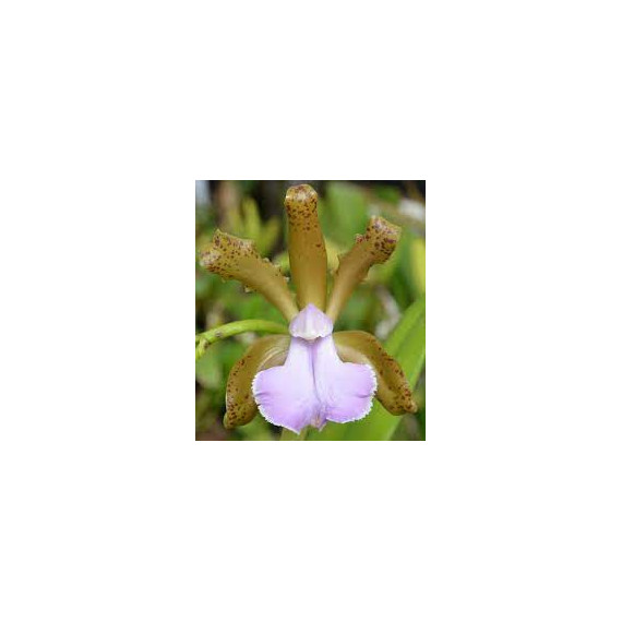 Cattleya Bicolor Coerulea - Seedling