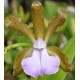 Cattleya Bicolor Coerulea - T3