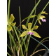 Encyclia Bracteata - AD