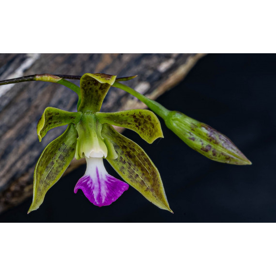 Encyclia Bracteata - AD