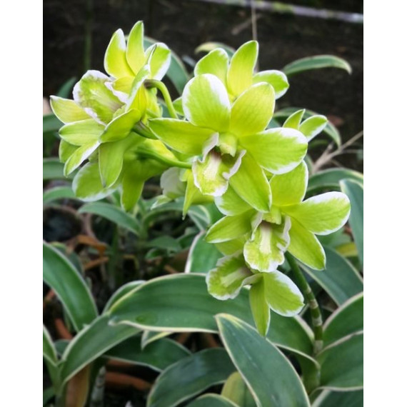 Dendrobium Burana Jade Variegata - NBS (denphal)