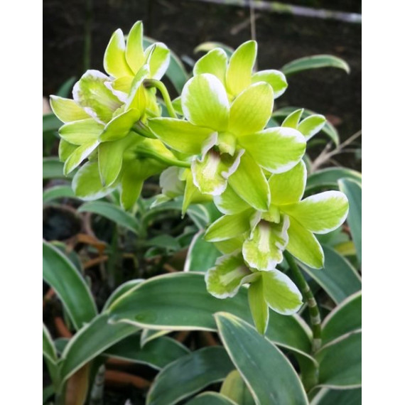 Dendrobium Burana Jade Variegata - NBS