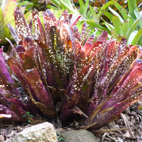 Bilbergia Aleluya