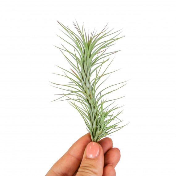 Tilandsia Funckiana + Suporte - AD