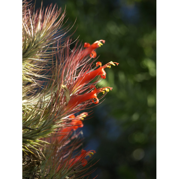 Tilandsia Funckiana + Suporte - AD