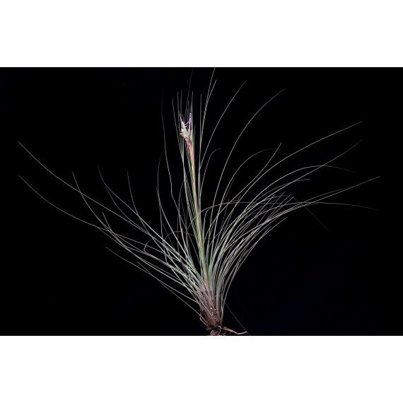 Tilandsia Juncea + Suporte de Arame