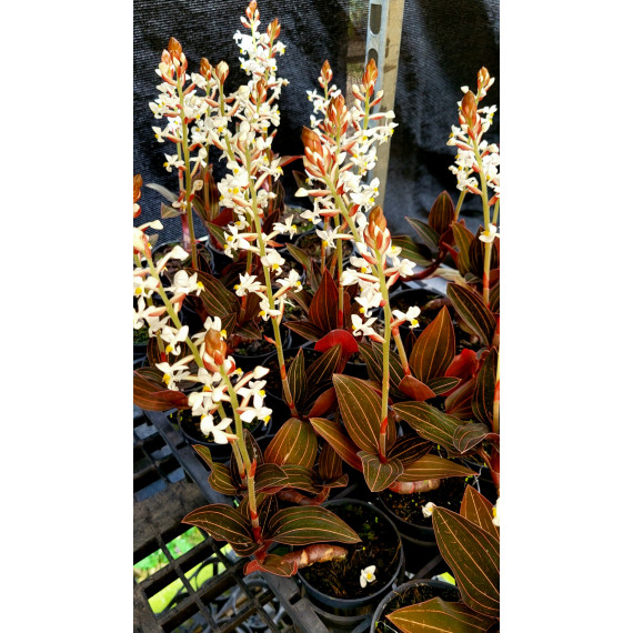 Ludisia Discolor - Muda