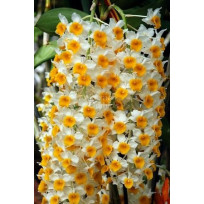 Dendrobium Thyrsiflorum 
