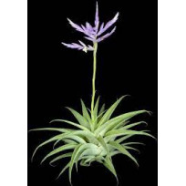 Tilandsia Cacticola - AD