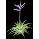 Tilandsia Cacticola - AD