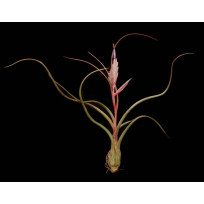 Tilandsia Pseudobailey (muda)