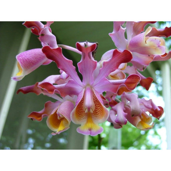 Myrmecophylla Tibicinis (Corte 3 bulbos) AD