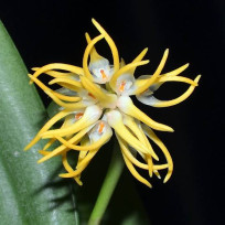 Bulbophyllum Odoratissimum - AD
