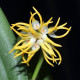 Bulbophyllum Odoratissimum - AD