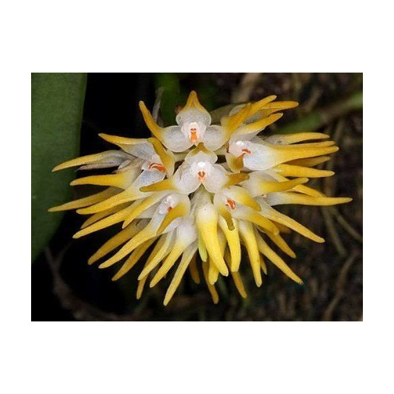 Bulbophyllum Odoratissimum - AD