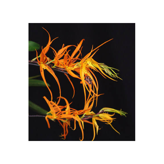 Brassia Orange Delight - AD