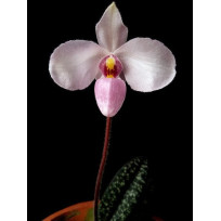 Paphiopedillum Delenatii  - AD