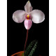Paphiopedillum Delenatii  - AD