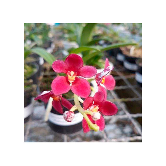 Sarcochilus ( Heidi x Zoe ) x Kulnura Dazzle - Muda