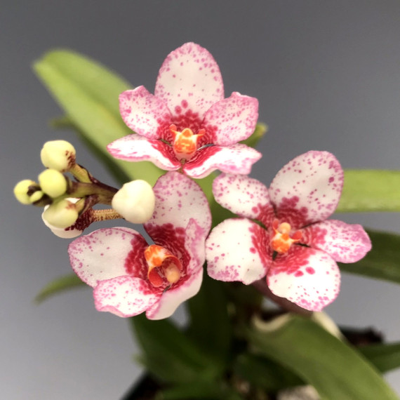 Sarcochilus Kulnura Opus x Taser Orange - Muda