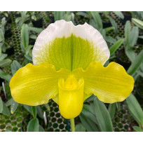 Paphiopedillum Paula Kunning - AD