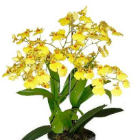 Oncidium Aloha - AD