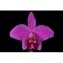 Laelia Pumila - T3
