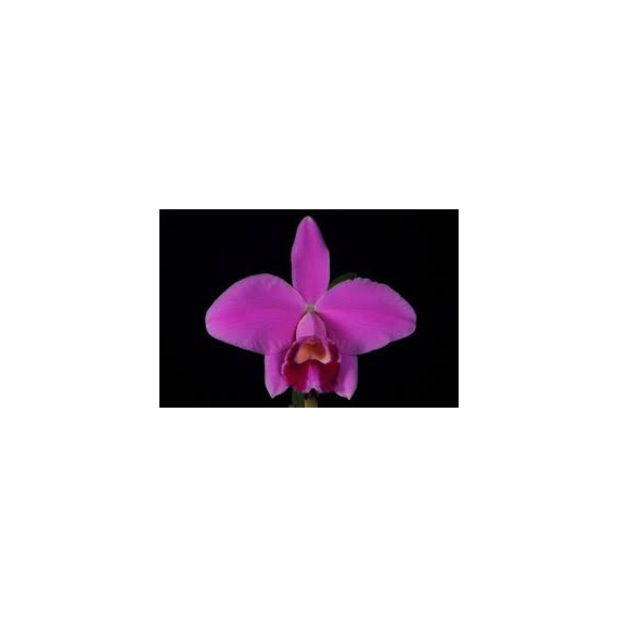 Laelia Pumila - T3
