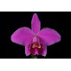 Laelia Pumila - T3