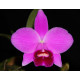 Laelia Pumila - T3
