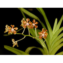 Vanda Hindsii (espécie) - AD