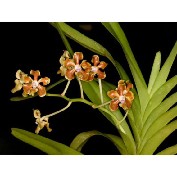 Vanda Hindsii (espécie) - AD