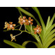 Vanda Hindsii (espécie) - AD