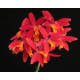 Laelia Milleri - T3