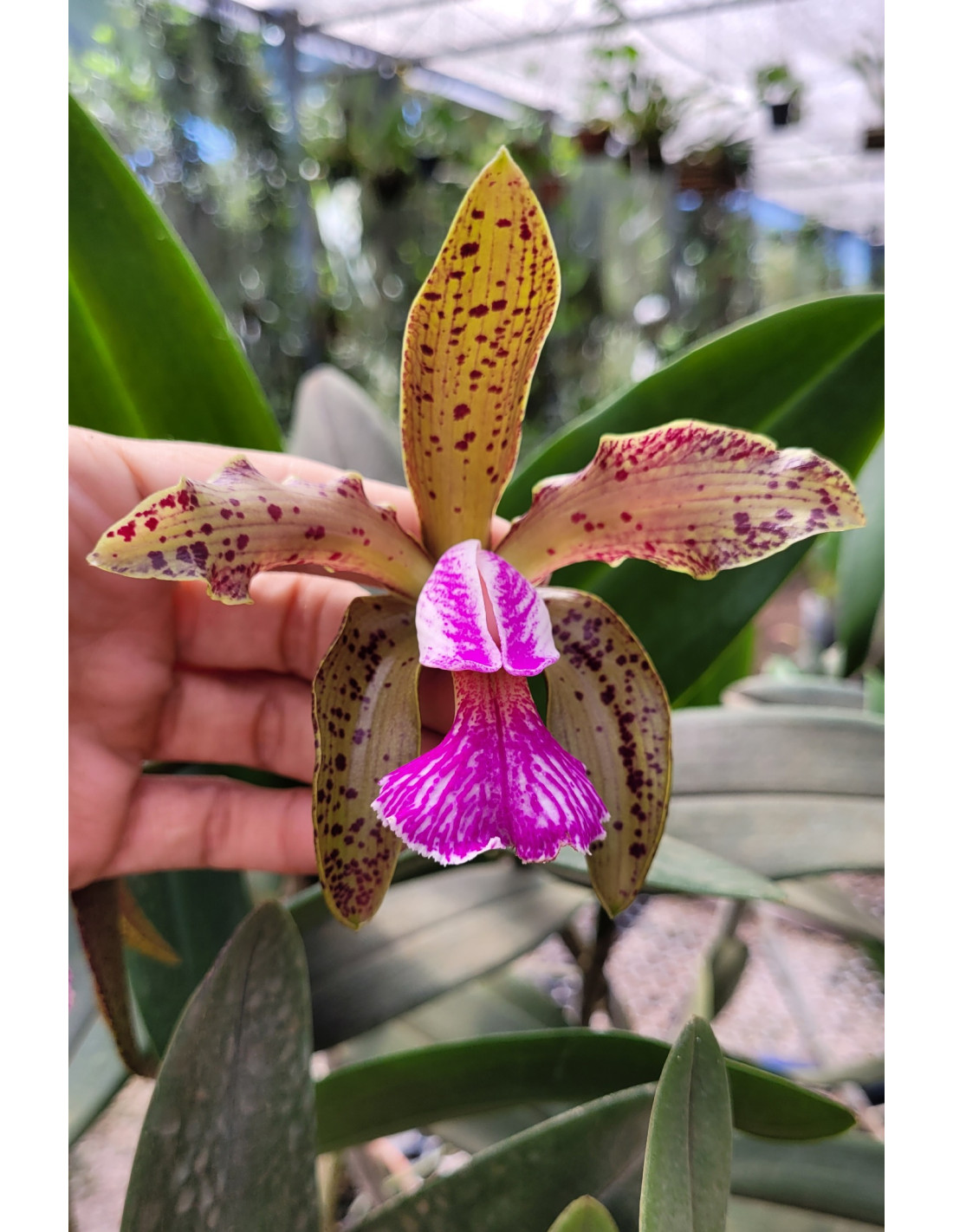 Cattleya Kerchoveana