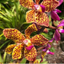 Vandopsis Lissochiloides (Muda)