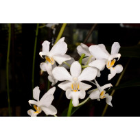 Doritis Pulcherrima var. Alba - T3